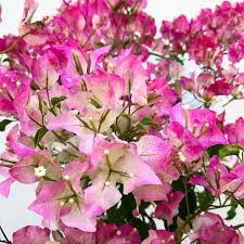 Decorate your house throughout this pandemic state of affairs and purchase online bougainvillea plants for indoor and outside decoration. Pin On Gardening Outdoor Plants