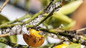 Despite their small size and to control scale on citrus and ornamental plants, including roses, spray with yates scale gun. How To Control Scale Insects Yates