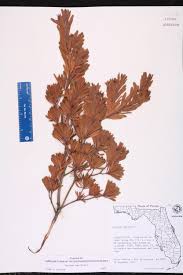 Image result for Surianaceae