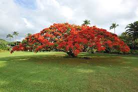 Royal Poinciana Tree Hana Maui Hawaii By Elizabeth Mendoza Royal Poinciana Poinciana Delonix Regia