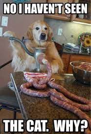 Clean animal memes that made my parents laugh. 35 Great Funny Animals Pictures In 2021 Dog Memes Clean Cute Dog Memes Animal Memes Clean