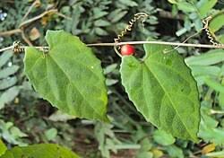 Image result for Kedrostis crassirostrata