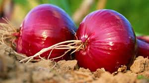 More than rs 600 crore spent by the government on purchasing onion at the minimum support price of rs 6 per kg has gone down the drain in madhya pradesh. 3 Easy Ways To Grow Red Onions In The City Plus Helpful Tips