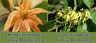 Image result for Annonaceae