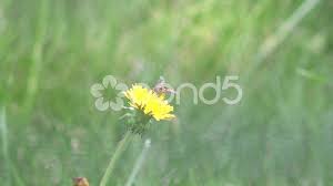 Fly Sitt In Yellow Dandelion Flower Macro Stock Video 52901242 Hd Stock Footage Dandelion Flower Flowers Dandelion