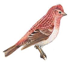 Brittanica Kids State Birds Birds New Hampshire