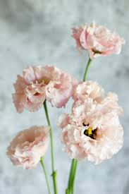Lisianthus Corelli Light Pink Light Pink Flowers Summer Flowers Pink Flower Painting