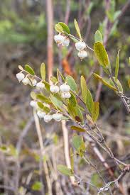 Image result for Chamaeclitandra