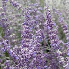 Perovskia, russian sage 'blue spire'. Perovskia Atriplicifolia Blue Spire Kaufen Sie Pflanzen Bei Coolplants