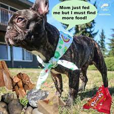 Why Does My Dog Eat Rocks Mulch And Other Rubbish
