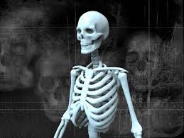 Human Skeleton 3d Model Human Skeleton 3d Human Skeleton Skeleton