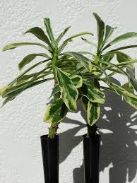 Image result for Euphorbiaceae