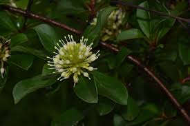 Image result for Hymenodictyon