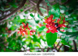 Image result for Ochna kirkii