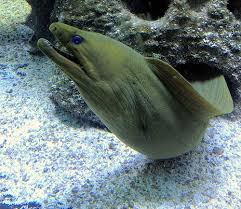 Pin On Sea Life
