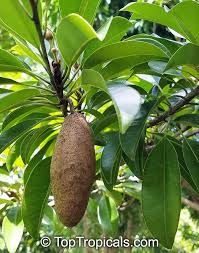 Image result for Manilkara zapota