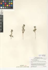 Image result for Bergia salaria