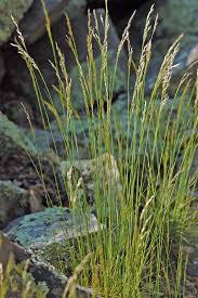 Image result for Avenella flexuosa