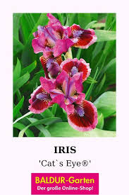 Iris Cat S Eye Top Qualitat Online Kaufen Baldur Garten In 2020 Blutenfarben Stauden Pflanzen Pflanzen