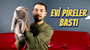 kedim pirelendi evi pire basti kedi pirelenmesine cozum ense damlasi nasil uygulanir youtube