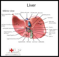 Manufactures prothrombin (with the help … Pin By Patient Education On Liver Diagnostic Medical Sonography Medical Awareness Medical Anatomy