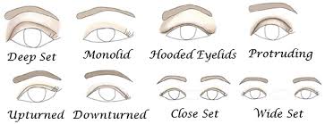 Makeup artist has to first know what different types of eye shapes their clients has before they start to do the eye makeup. Possible Eye Types Eye Shape 2014 Download Scientific Diagram