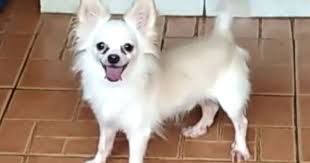 Mohon hindari transfer langsung ke penjual! Dijual Anjing Chihuahua Jual Chihuahua Long Hair Lokasi Surakarta Minat Hub 085801034458 No Iklan 1818 Informasi L Anjing Chihuahua Anjing Chihuahua