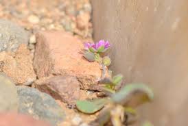 Image result for Corbichonia decumbens