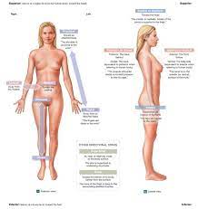Directional Terms For Anatomical Position And Major Body Regions Earth S Lab