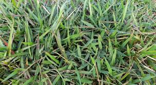 Image result for Urochloa dictyoneura