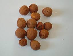 Image result for Coula edulis