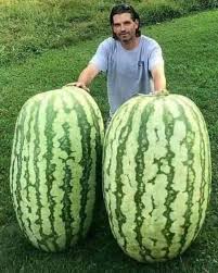 The Urban Farm & Garden - In Calabria, ITALY, the biggest Watermelons in  the World 😳 | Facebook