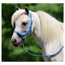 Hidden in the hills and valleys of picturesque sebastopol, california is a dedicated and caring breeder of champion amha miniature. Shop Mini Horse Size Buckle Nose Halter From Two Horse Tack