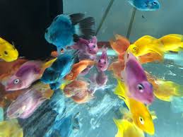 A variety of pet accessories and supplies are also sold here. Fish Colour S Pet Shop Home Facebook