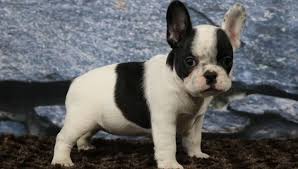 Brush your french bulldog puppy weekly using a rubber brush or rubber grooming hand to make sure all of their loose and dead hair is effectively removed. Polli French Bulldog Puppy For Sale French Bulldogs Vip Puppies Bulldog Puppies For Sale Bulldog Puppies Puppies