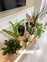 Oct 08, 2020 · pokok hiasan dalam rumah bukan sekadar nak buat rumah anda nampak cantik, malah boleh membantu peredaran udara juga. Jangan Buang Lebihan Kulit Pisang Boleh Jadi Baja Semula Jadi Suburkan Pokok Hiasan Dalam Rumah Vanilla Kismis