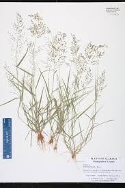 Image result for Eragrostis pilosa