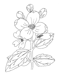 Coloring book wildflowers of southernidaho. Https Www Fws Gov Idaho Education Wildflowercolorbook 20copy Pdf