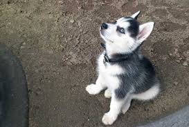 The researchers warn that a lack of socialization opportunities can lead to. Are Huskies Easy To Train Husky Owner