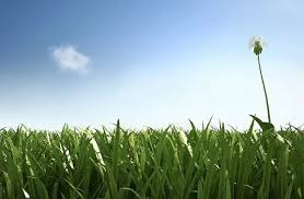 Image result for Taraxacum sp.