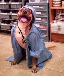 We offer a variety of services and our wellness and vaccination programs are designed to prevent disease and prolong. Elma Animal Hospital Home Page