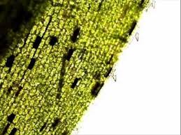 We did not find results for: Elodea Plant Cells How To Prepare A Wet Mount Microscope Slide Youtube