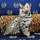 TIBCS - The Foundation Bengal Cat