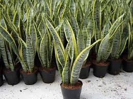 Hasil gambar untuk tanaman dragon tree