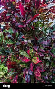 Image result for Croton kilwae