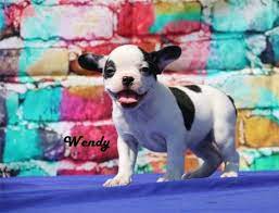 Maybe you would like to learn more about one of these? French Bulldog Puppies For Sale Panama City Beach Fl 167243