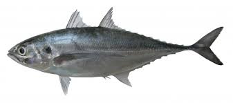 Image result for Cordyla