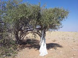 Image result for Boscia foetida