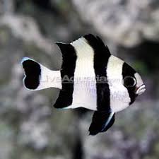 Black And White Striped Catfish Aquarium Black And White Damselfish Peces Marinos Peces Acuarios