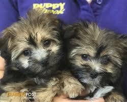 Find dog mixes & designer dogs puppies for sale on pets4you.com. Pomeranian X Shih Tzu Pom Tzu Shiranian At Puppy Shack Brisbane